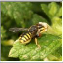 Anthidium manicatum - Grosse Wollbiene w05 10mm auf Melissa officinalis-Zitronenmelisse.jpg